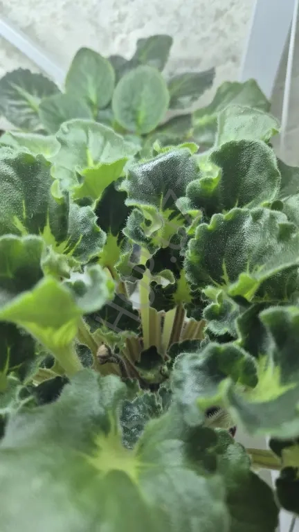 Фиалки для интерьера