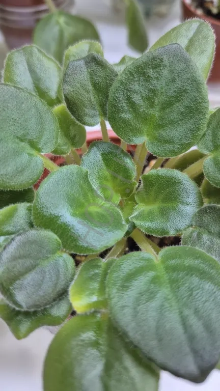 Фиалки для интерьера