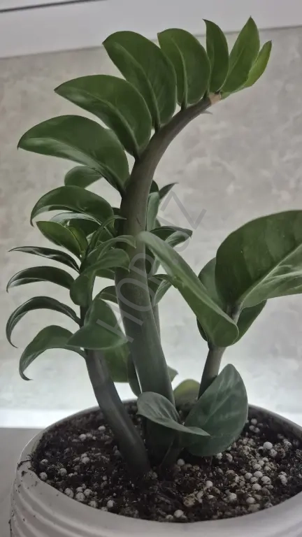 Продам офисный цветок