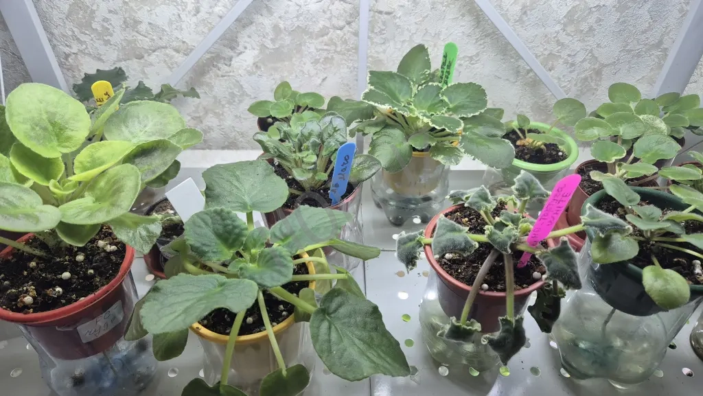 Коллекционные фиалки