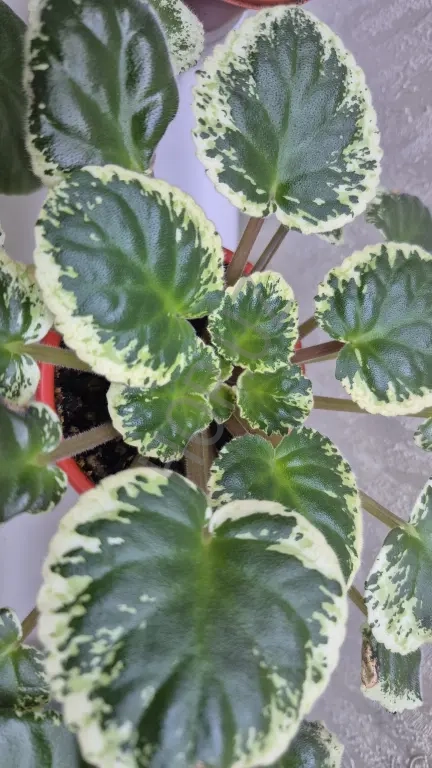 Продаю Фиалки разных сортов