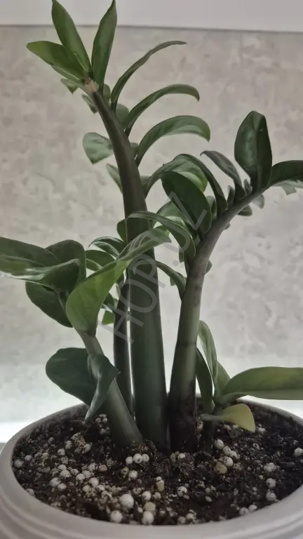 Продам офисный цветок