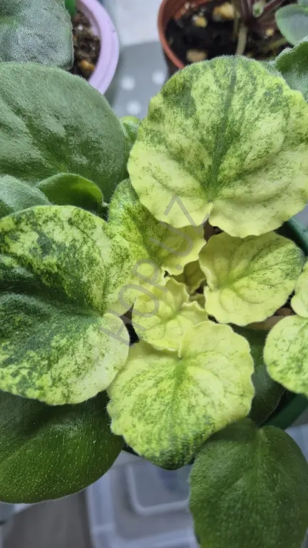 Детки и листики фиалок