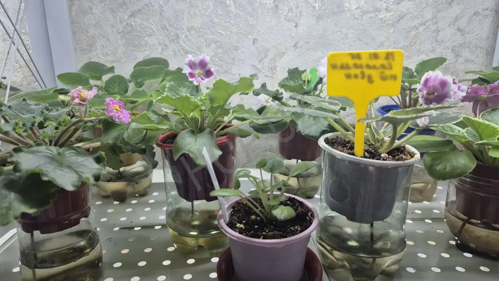 Молодые фиалки в горшках