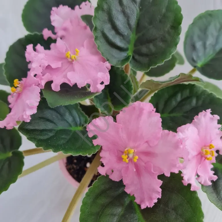 Продам фиалку ЛЕ - ПЕРСИКОВОЕ СИЯНИЕ