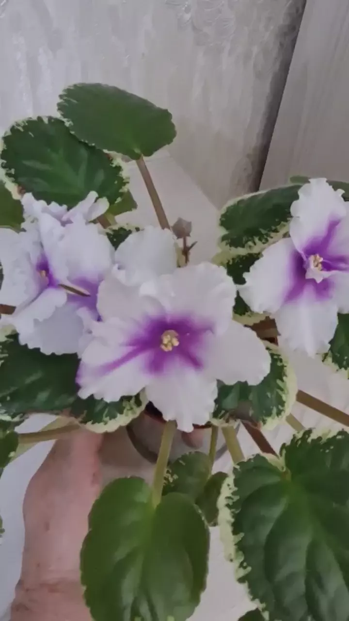 Продам фиалку ЛЕ - ЖАННА