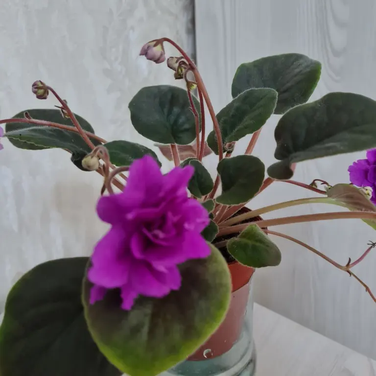 Продается сортовая фиалочка ЧУЖАЯ ЖЕНА