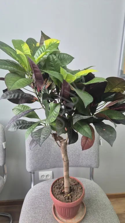 Продам свой кротон