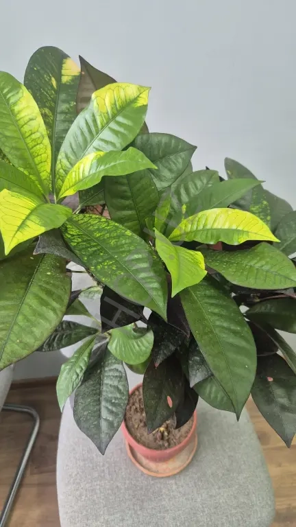 Продам свой кротон