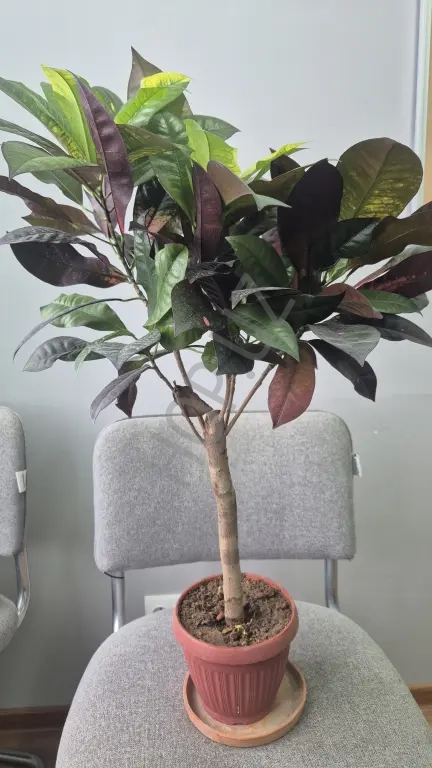 Продам свой кротон