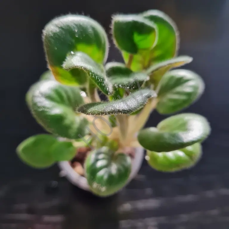 Продается фиалка детка