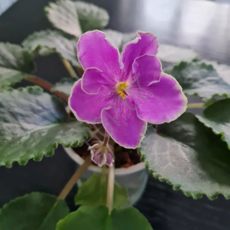 Продам красивую фиалку