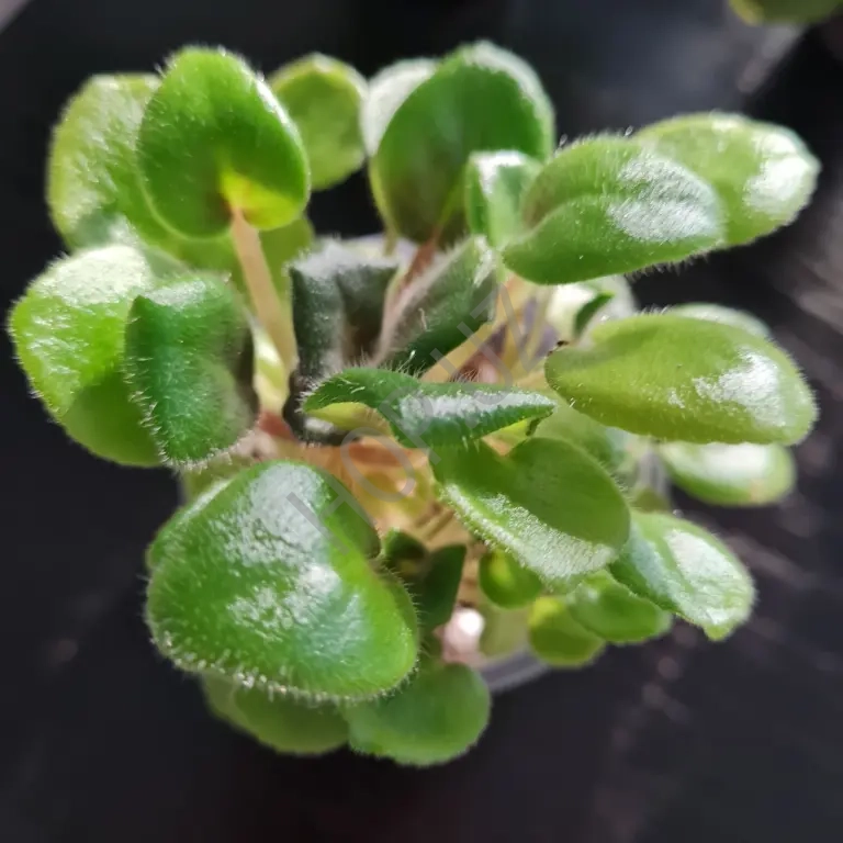 Фиалка ЛЕ ЛИЛИАННА