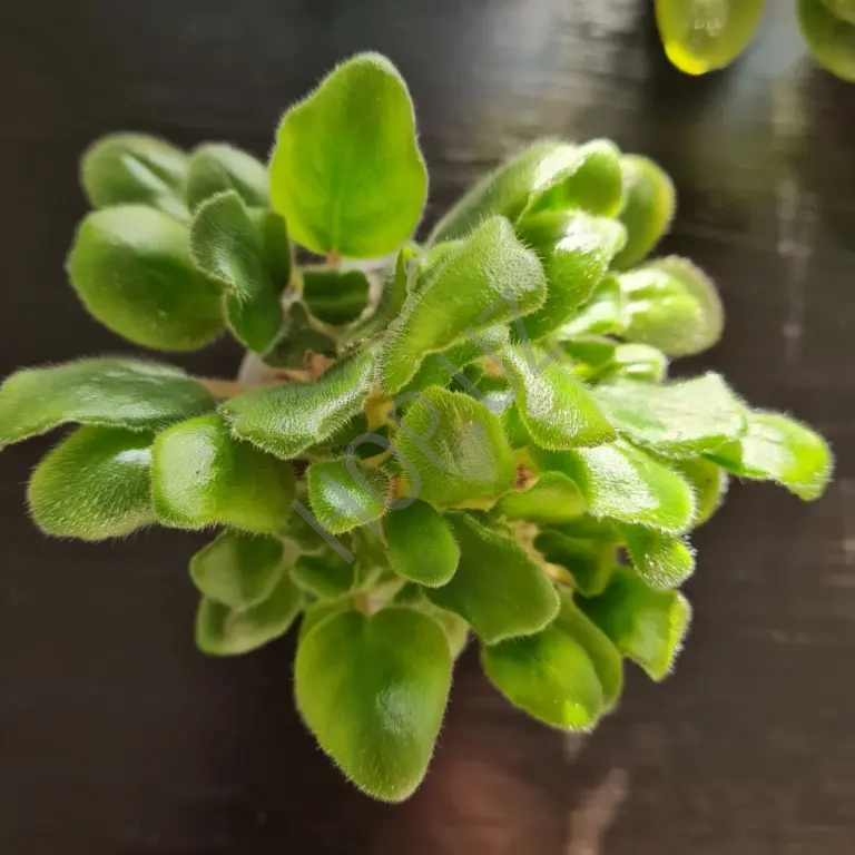 Фиалка АВ СЕРДЦЕ МАТЕРИ