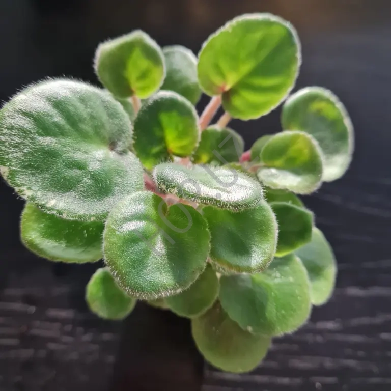 Продается фиалка стартер