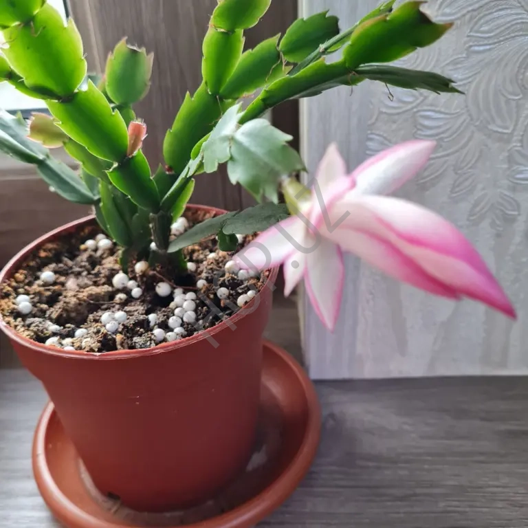 Продается шлюмбергера