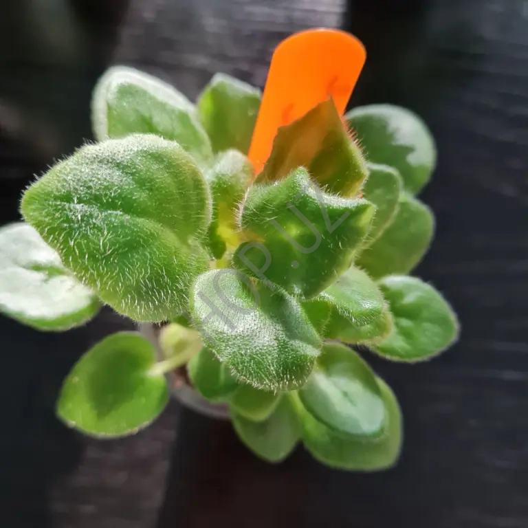 Продам фиалочку детку