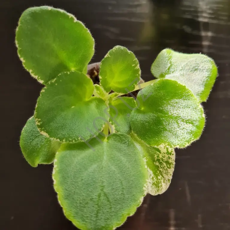 Фиалка ЛЕ МАРГАРИТА