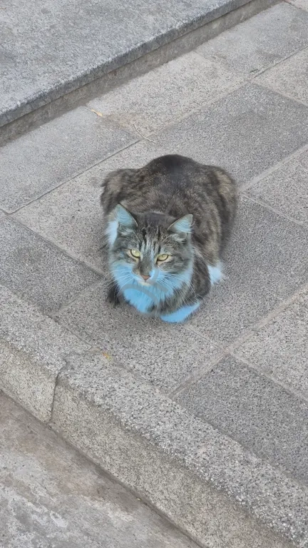 Продам голубого кота