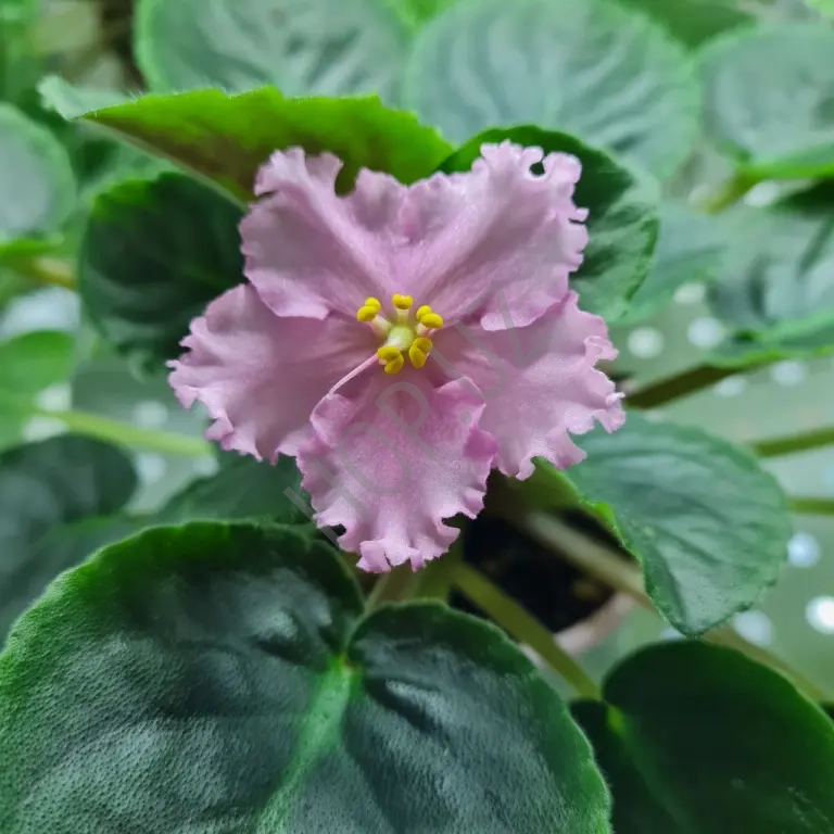 Продаю фиалку ЛЕ - ПЕРСИКОВОЕ СИЯНИЕ