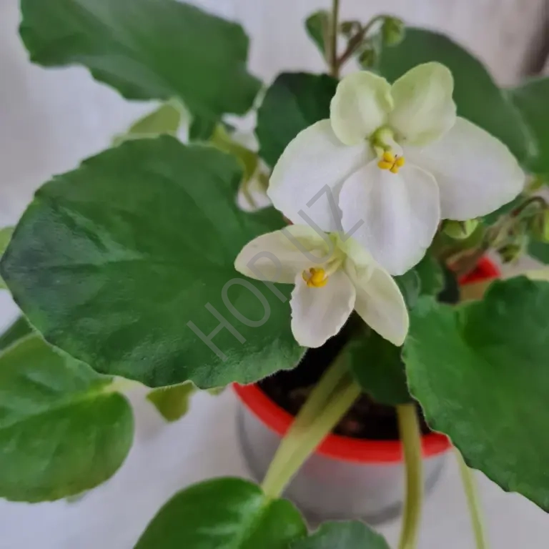 Фиалка EMERALD LOVE