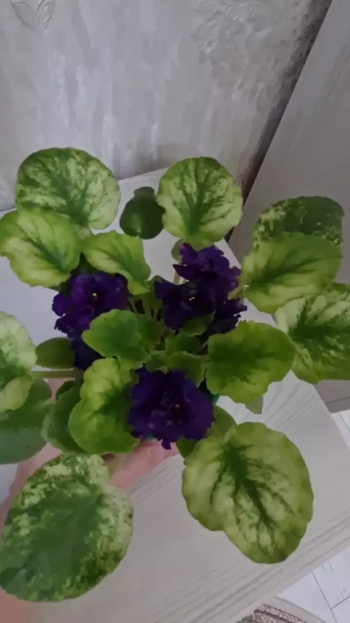 Фиалка СВ-ГОРОД ФЕОДОССИЯ