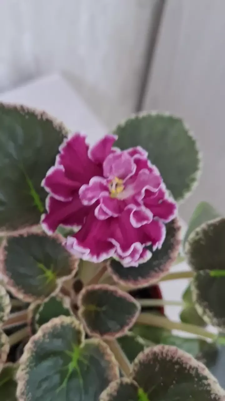 Фиалочка СК РОЗЫ В СНЕГУ