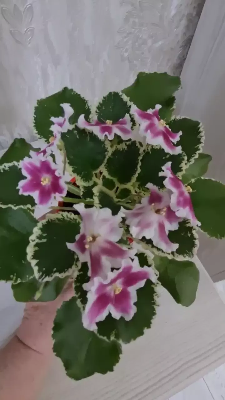 Фиалки ЛЕ МАРГАРИТА