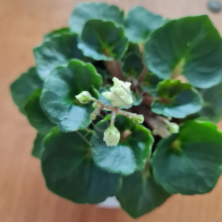 Фиалочка мини - PETITE BLARNEY