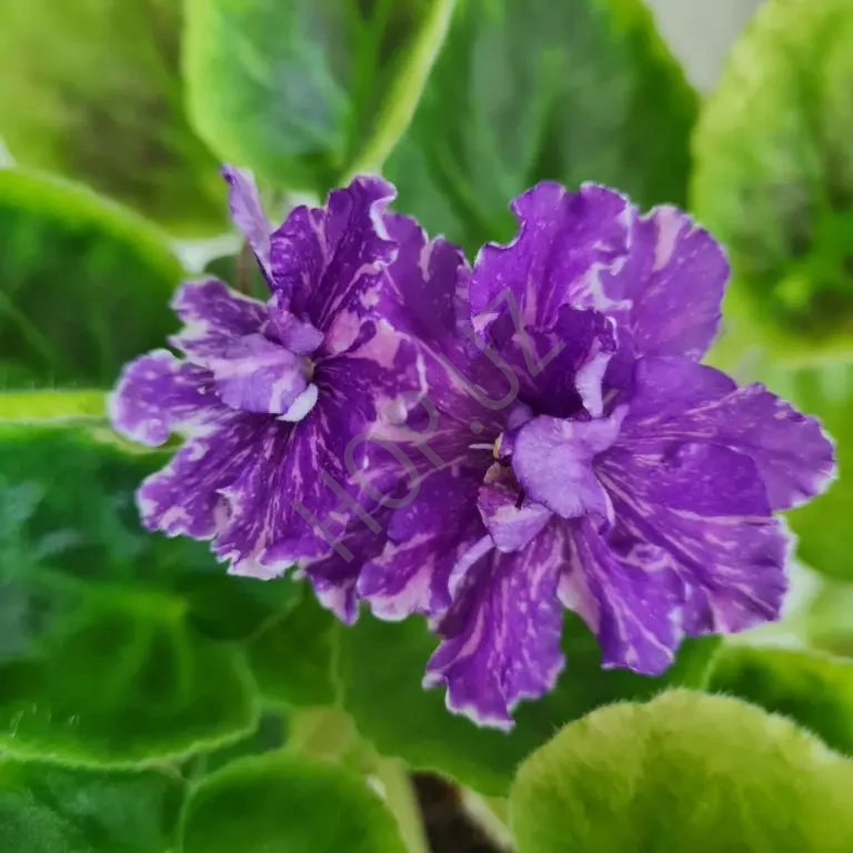 Продам фиалочку РС - ЧУДО