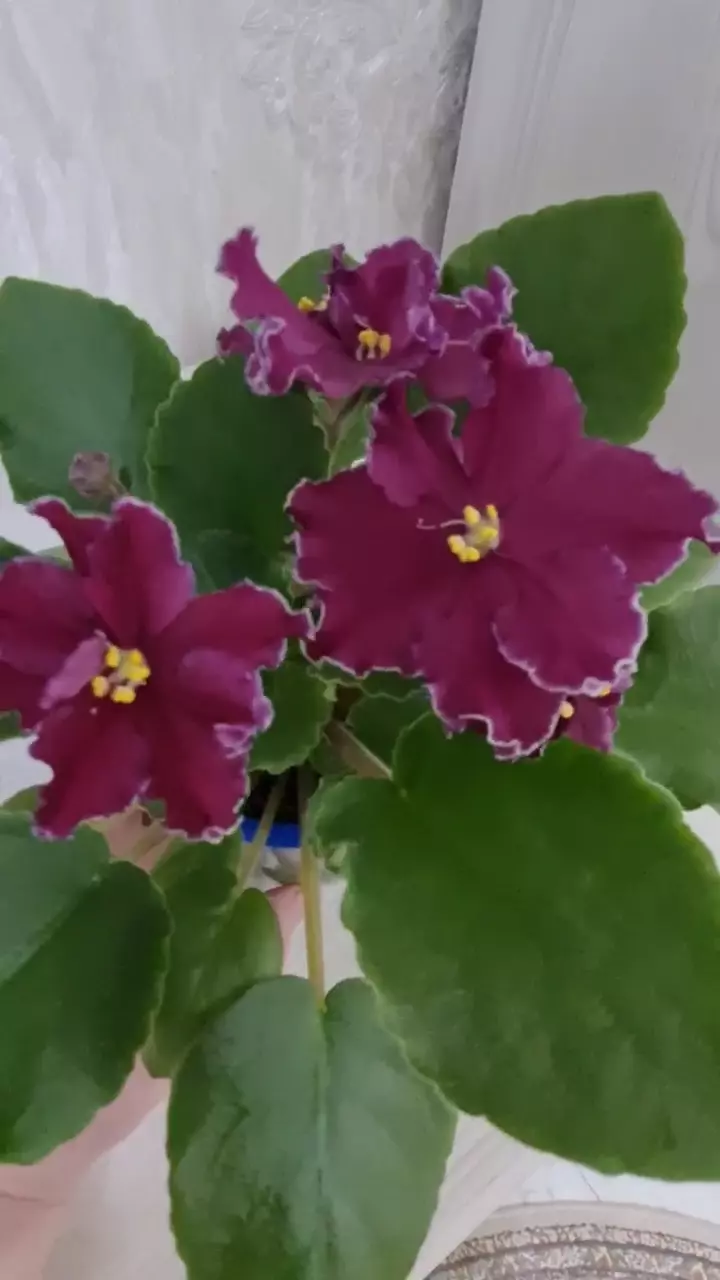 Продается фиалка АВ СЕРДЦЕ МАТЕРИ