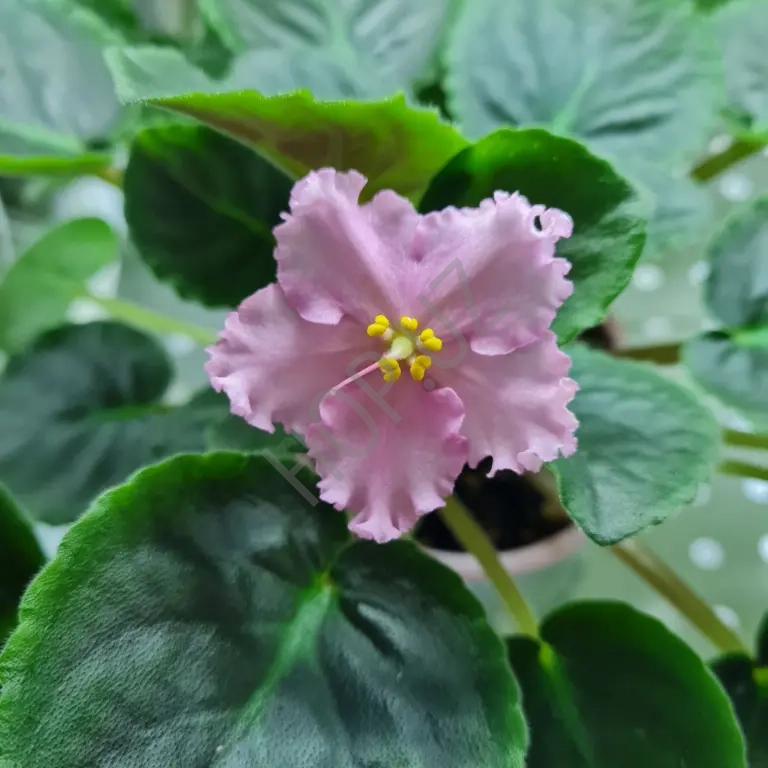 ЛЕ - ПЕРСИКОВОЕ СИЯНИЕ фиалка