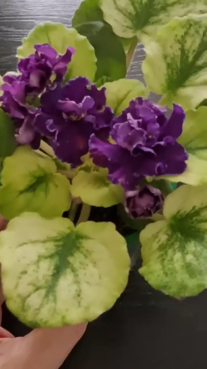 Фиалка СВ -ГОРОД ФЕОДОССИЯ