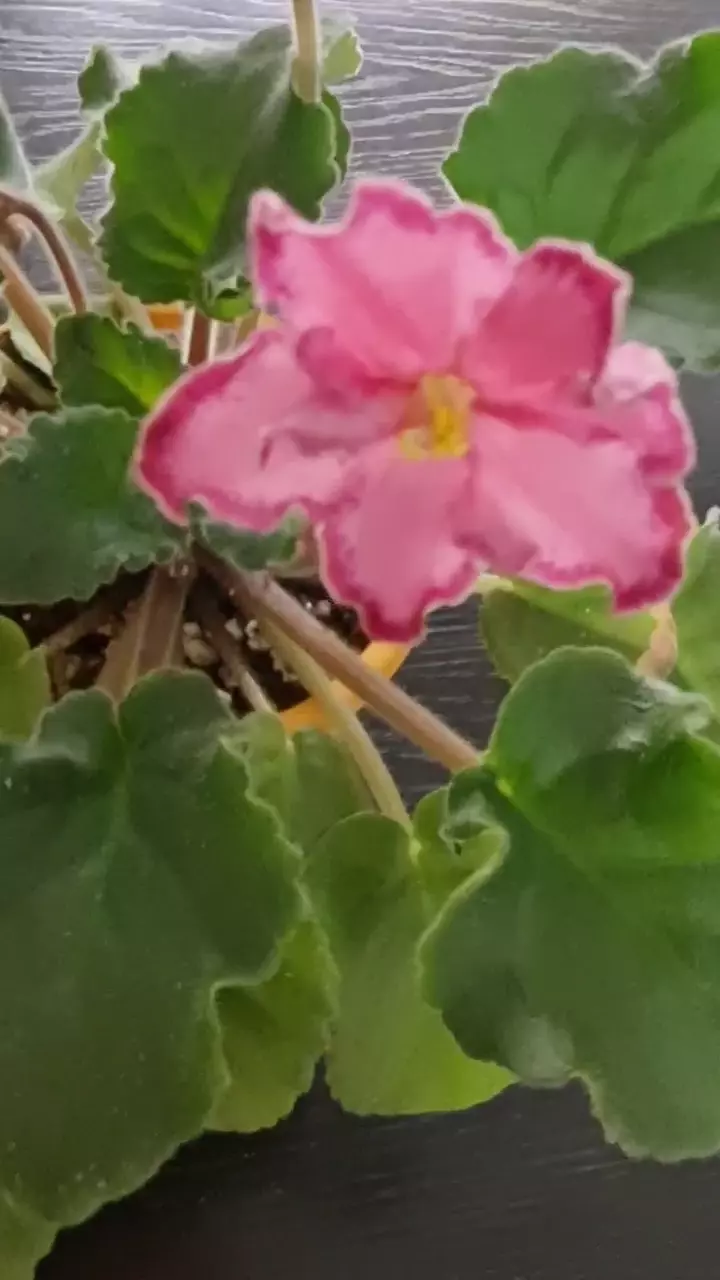 Фиалочка МЕКСИКАНСКИЙ ТУШКАН