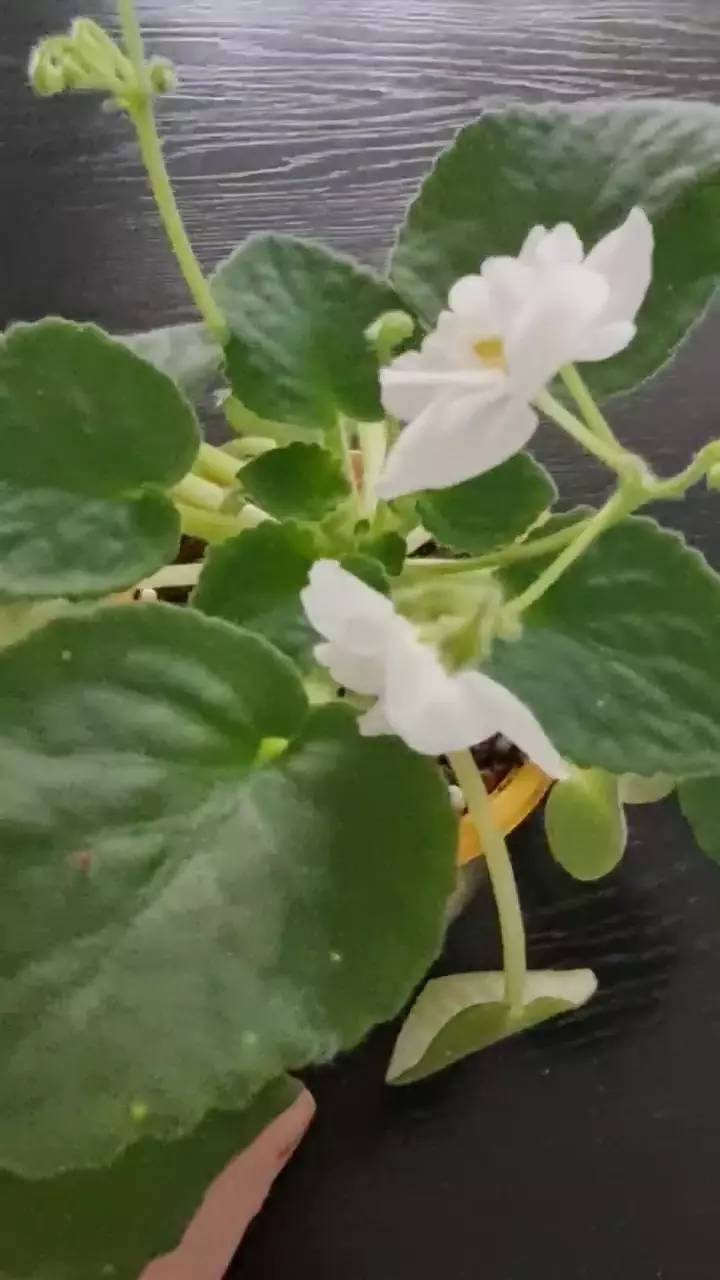 Фиалка ШН -КОСМИЧЕСКАЯ ФЕЯ