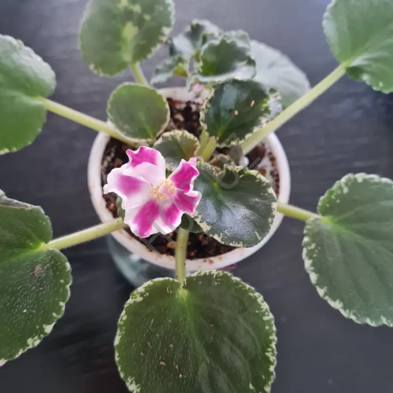 Розетка сортовой фиалочки РС-КОЛОКОЛЬНЫЙ ЗВОН