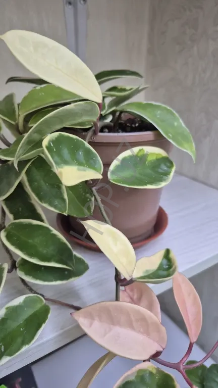 Продам комнатный вьюн