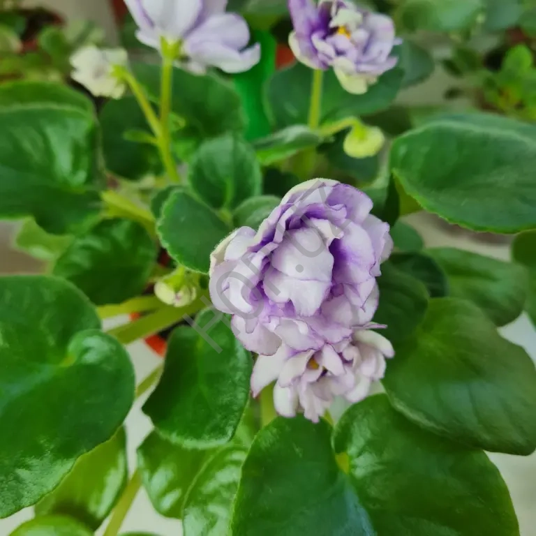 Продается фиалка ЕК СЕДОЙ ОКЕАН