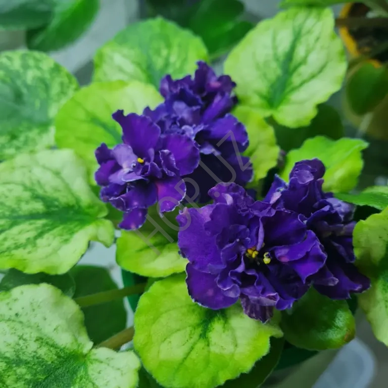 Продам фиалку СВ -ГОРОД ФЕОДОССИЯ