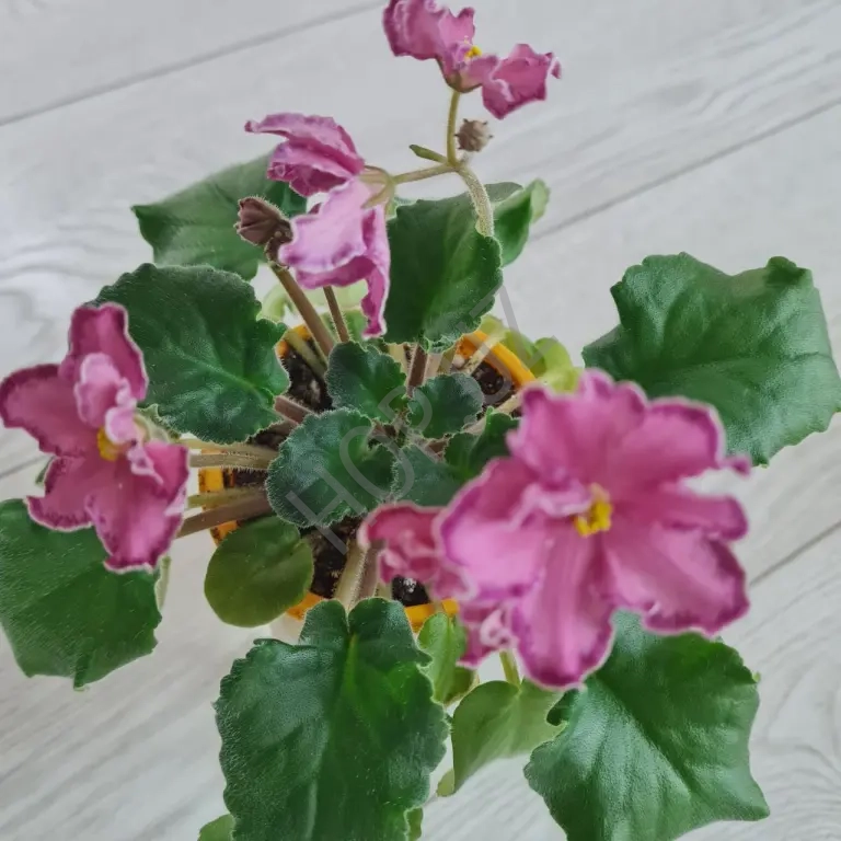 Фиалка МЕКСИКАНСКИЙ ТУШКАН