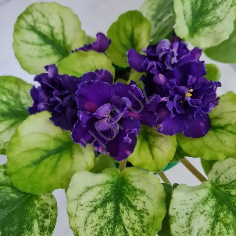 Фиалка СВ -ГОРОД ФЕОДОССИЯ