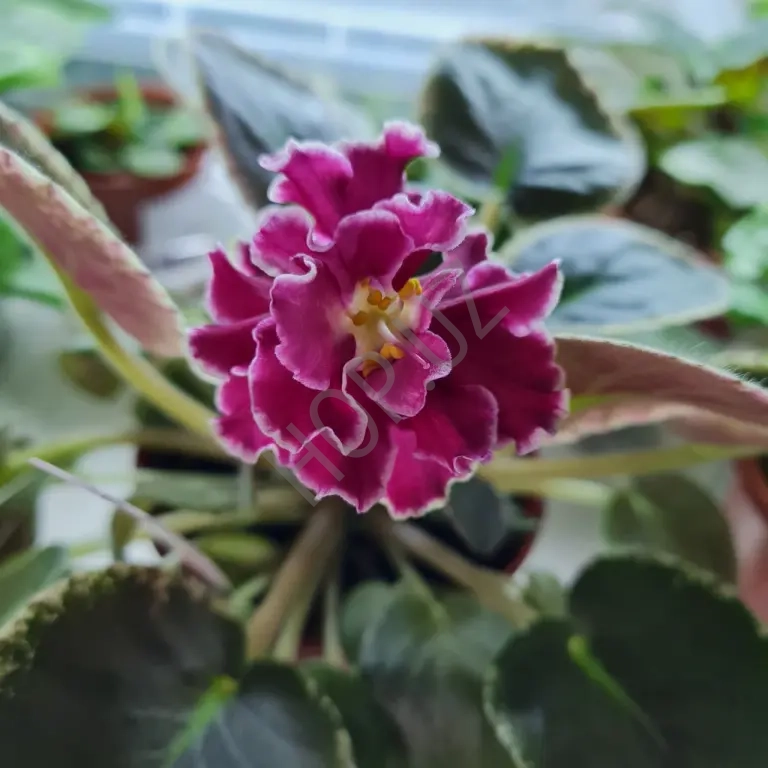 Продаю сортовую фиалку ЕК-РОЗА В СНЕГУ