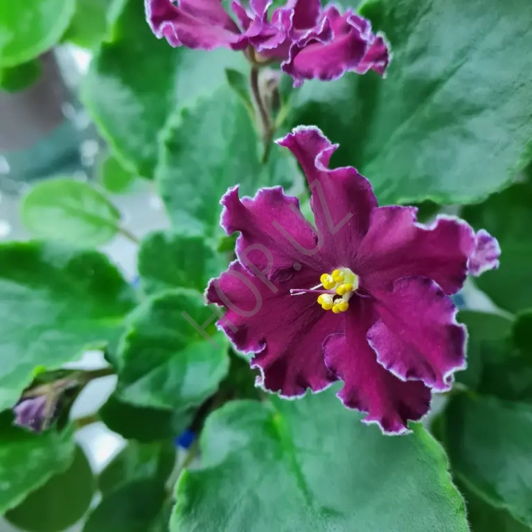 Продаю сортовую фиалку АВ-СЕРДЦЕ МАТЕРИ