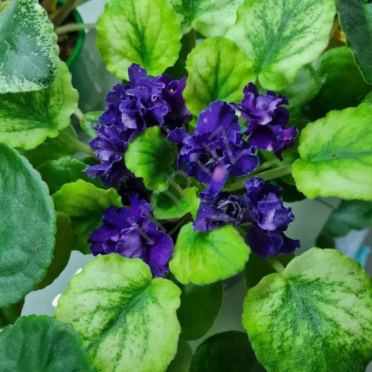 Фиалочка СВ -ГОРОД ФЕОДОССИЯ