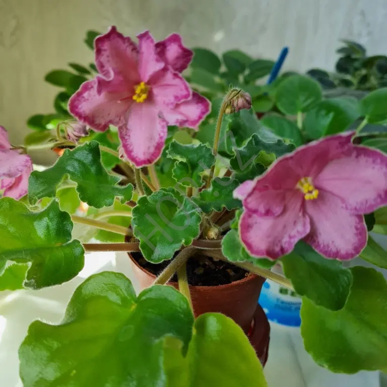 Продаю фиалку МЕКСИКАНСКИЙ ТУШКАН