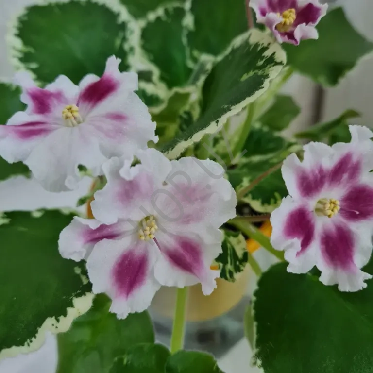 Продается взрослая цветущая ЛЕ МАРГАРИТА