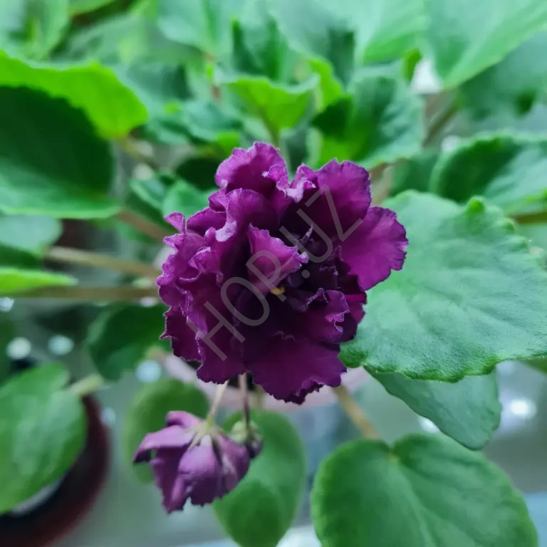 Продам фиалку ЛЕ КАБЕРНЕ