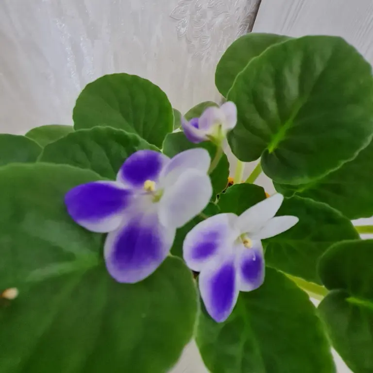 Фиалка Optimara Michelangelo