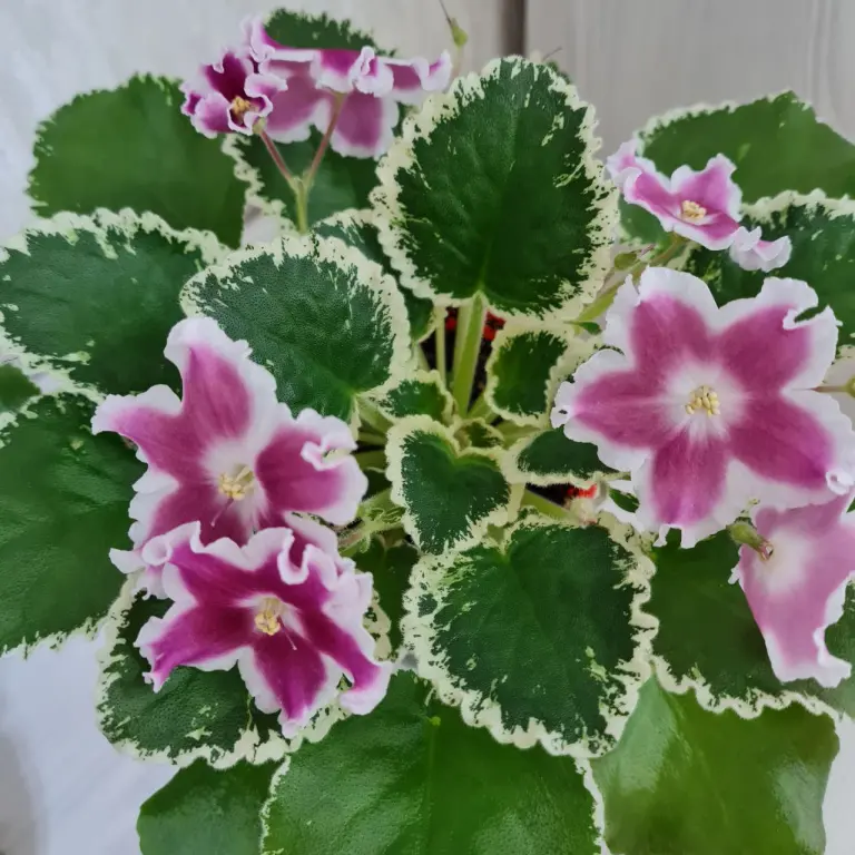 Фиалка ЛЕ МАРГАРИТА