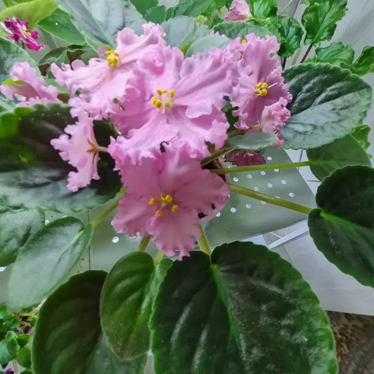 Фиалочка ЛЕ - ПЕРСИКОВОЕ СИЯНИЕ